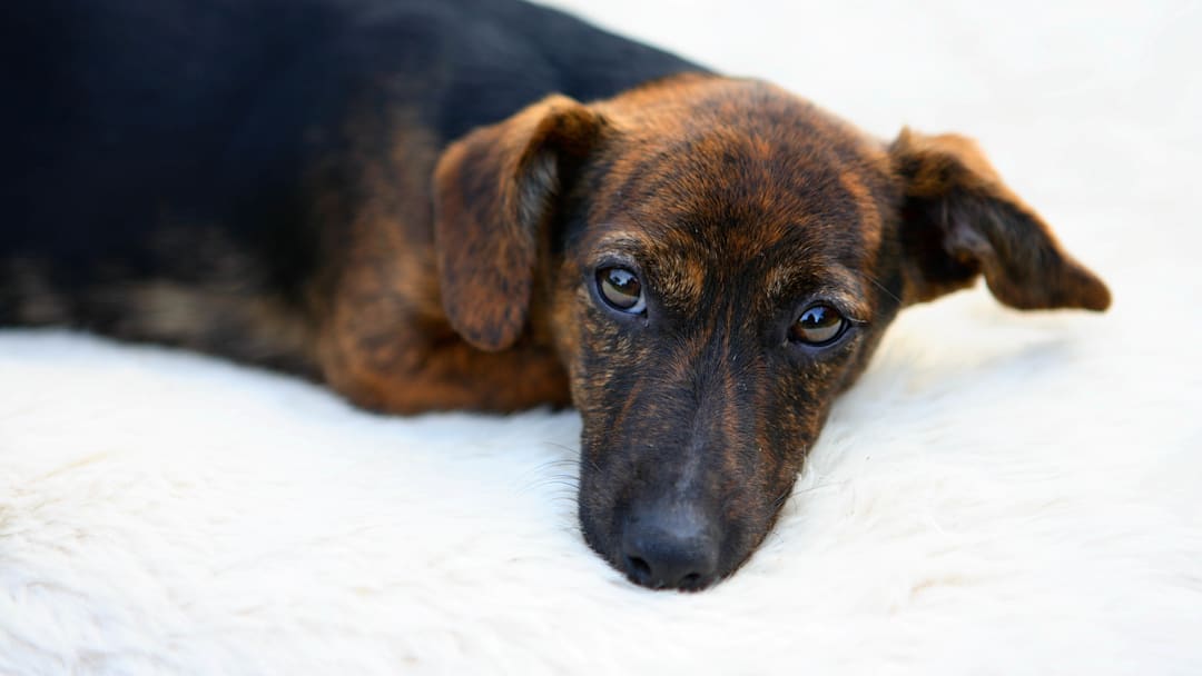 Jack Russell Puppy, UK