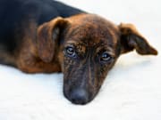 Jack Russell Puppy, UK
