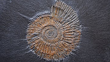 The online database covers nearly all the fossils discovered in New Zealand.