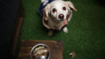 Restaurant for dogs in La Paz