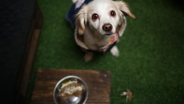 Restaurant for dogs in La Paz