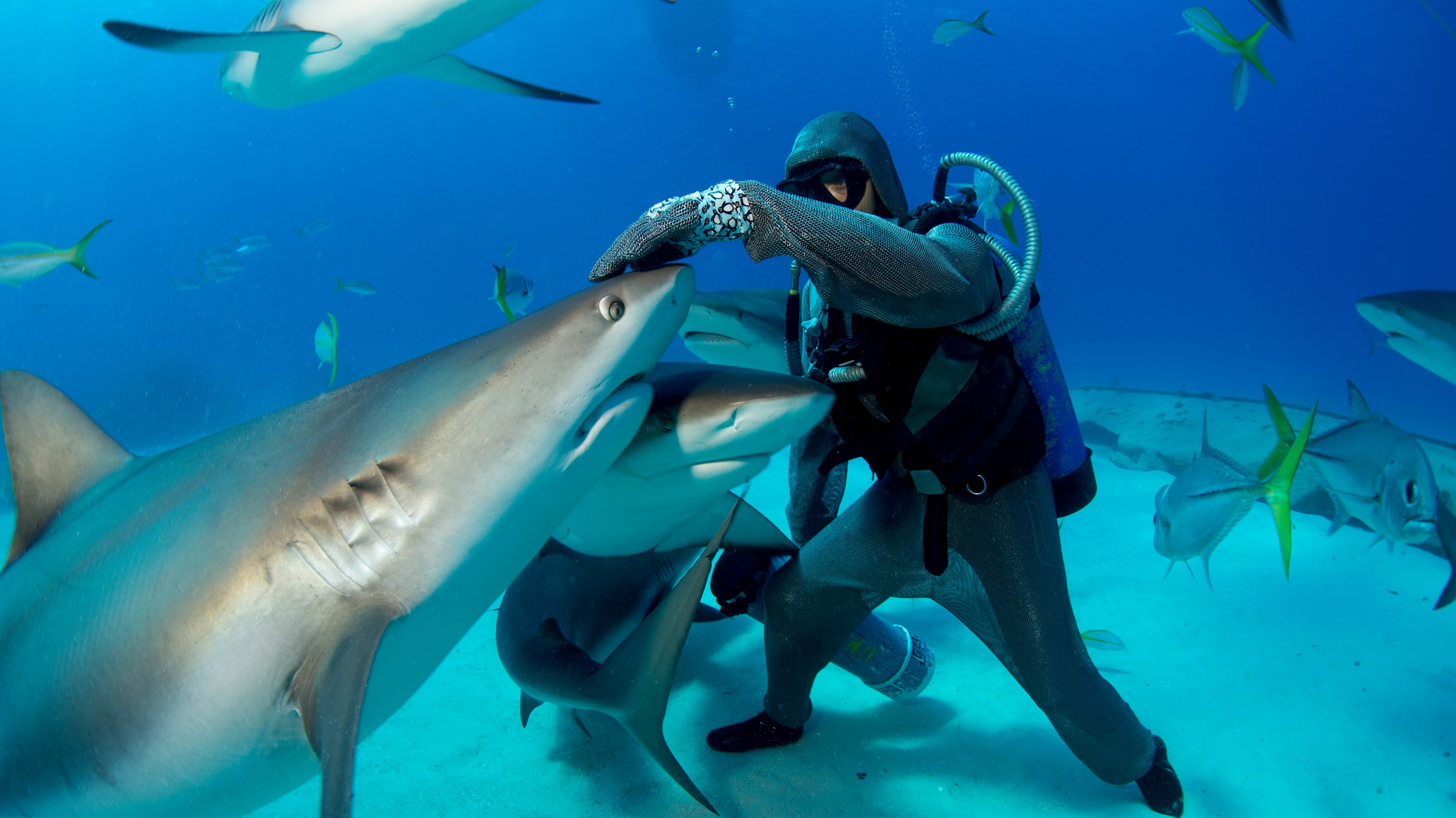 The 12 Best Destinations for Shark Spotting