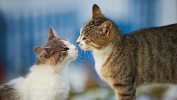 These are the cities for those who can‘t live without cats. 