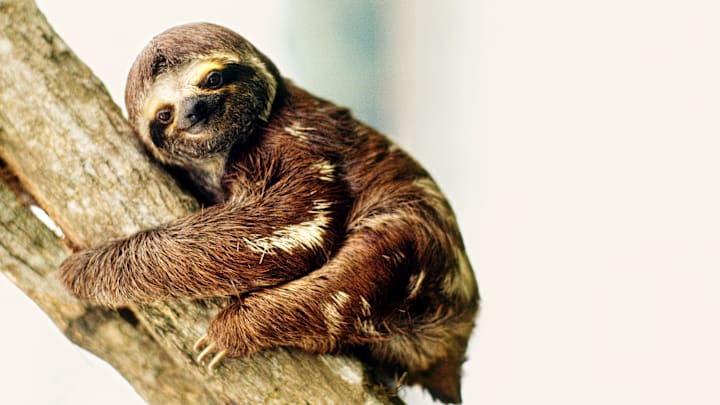 Three-Toed Sloth, Amazon, Brazil, South America Three-Toed Sloth, Amazon, Brazil, South America