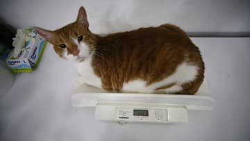 Obese cat lost weight with a stomach botox
