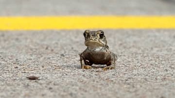 Please don‘t hit these little guys.