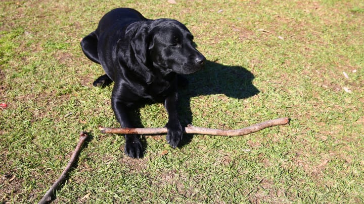 Black Dog