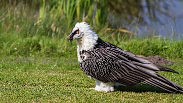 Many bearded vulture nests are packed with ancient secrets.
