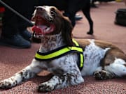 A sniffer dog at a football match.