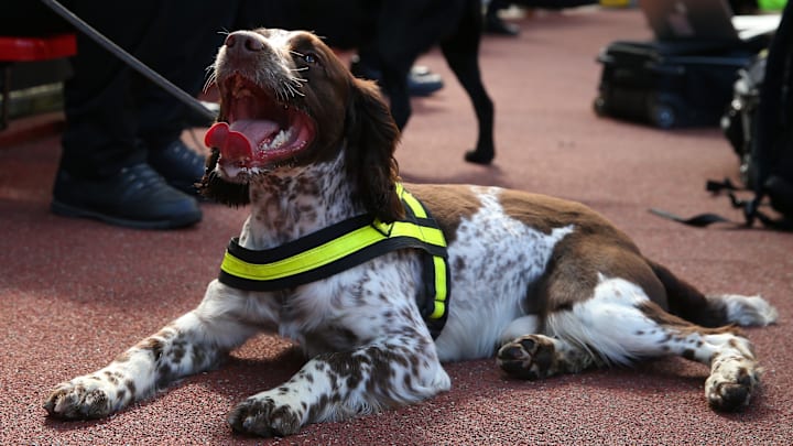 A sniffer dog at a football match. A sniffer dog at a football match.
