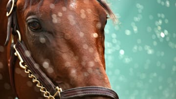 140th Preakness Stakes - American Pharoah