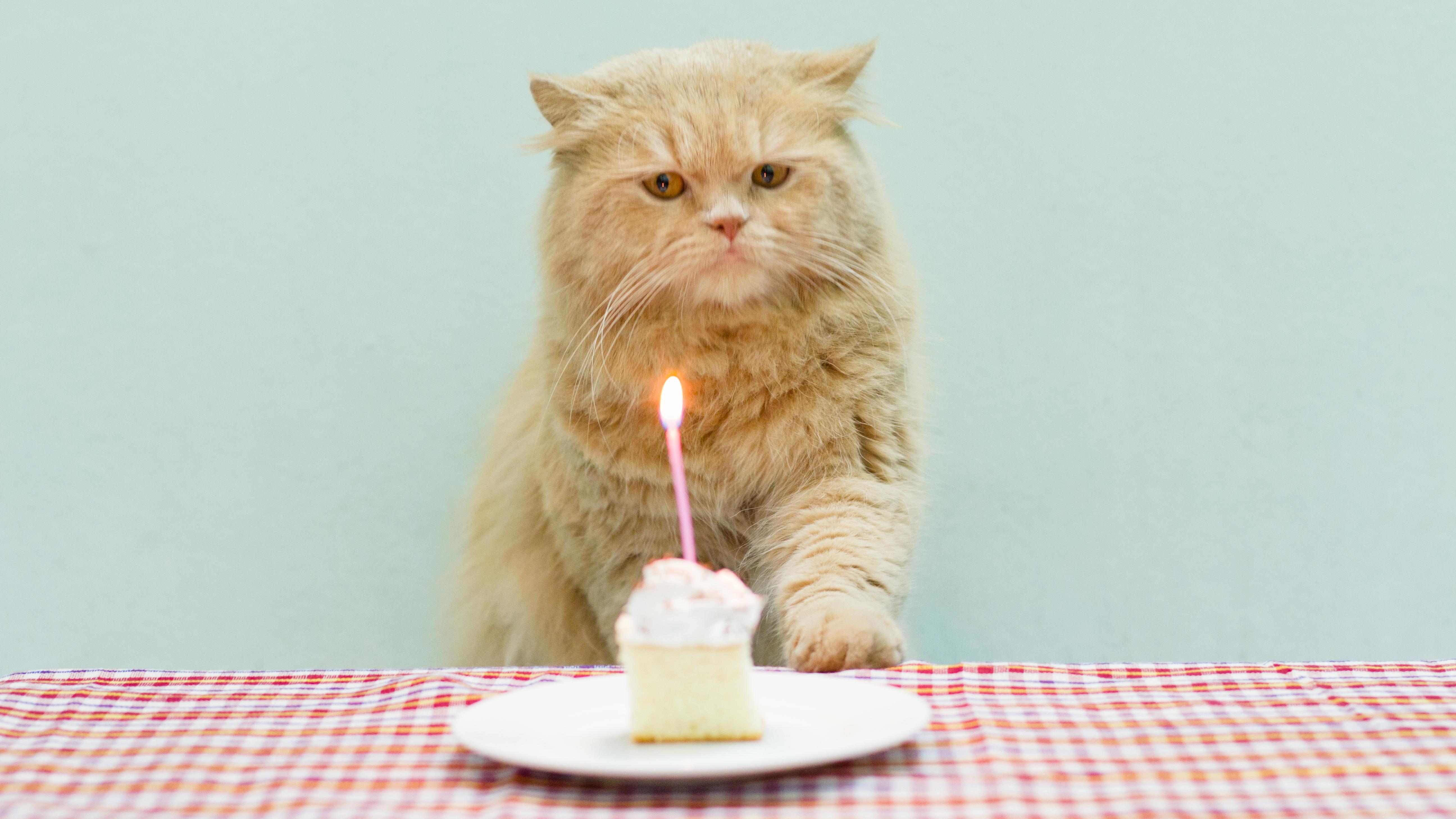 Why Do We Say Cats Have Nine Lives?