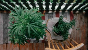 Will cops and neighbors even see your weed if you grow it in plain sight?