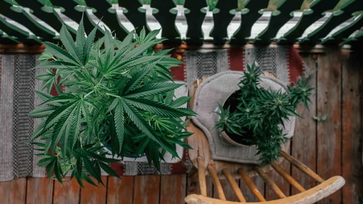 Will cops and neighbors even see your weed if you grow it in plain sight?