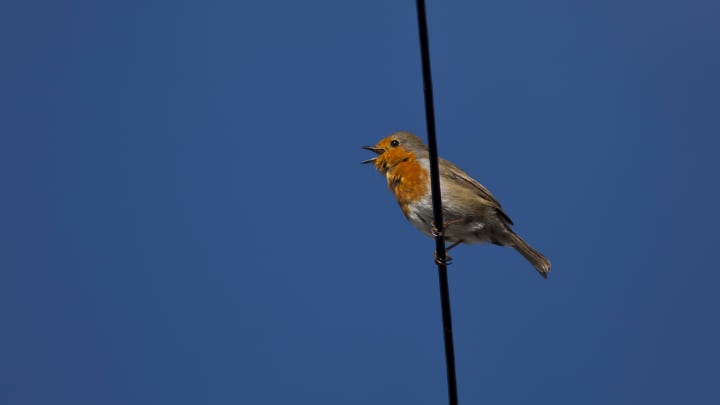 Spring words: Valentining, or Bird Tweeting on a Wire, UK, is pictured.