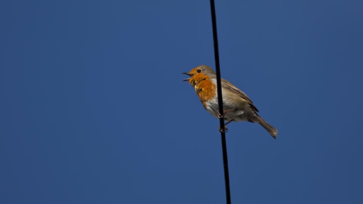 Bird Tweeting on a Wire, UK | Tim Graham/GettyImages
