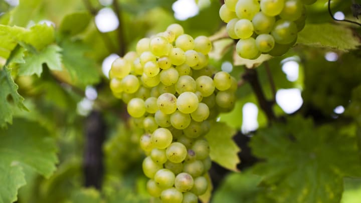 Grapes for English Wine Production