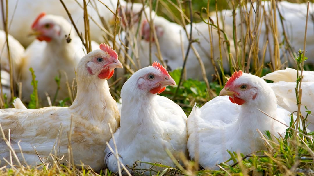 Free-range chickens.