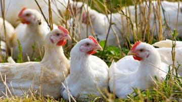 Free-range chickens.