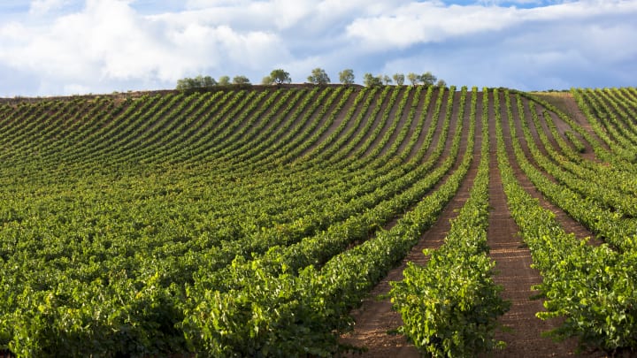 Rioja Vineyard, Northern Spain