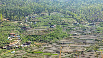 Rice terraces, Wangchang Gewog, Paro, Bhutan...