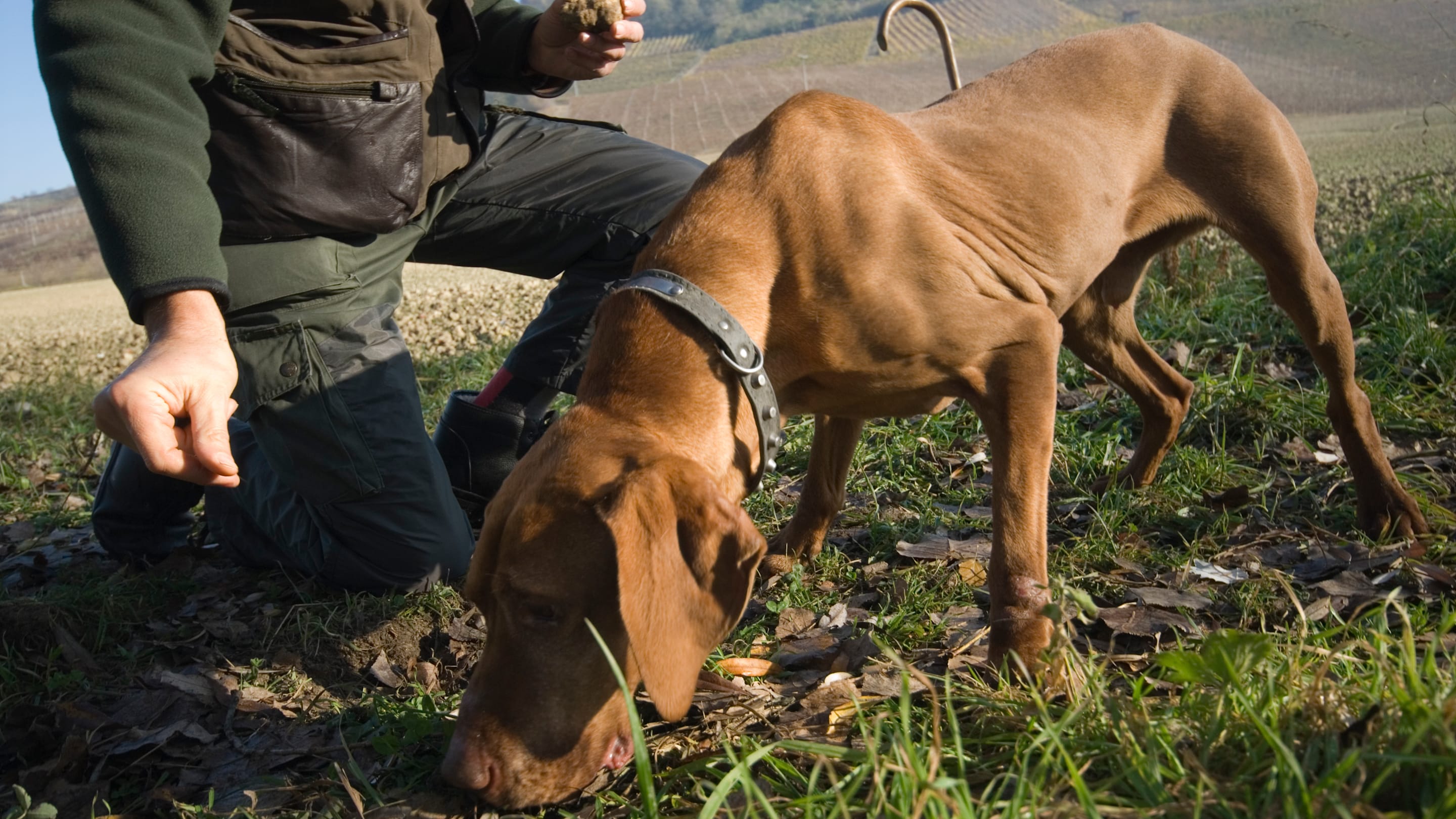 Dogs Sniff Out Two New Species of Truffles in the U.S.