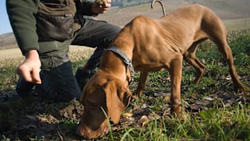 Dogs make great truffle hunting helpers.