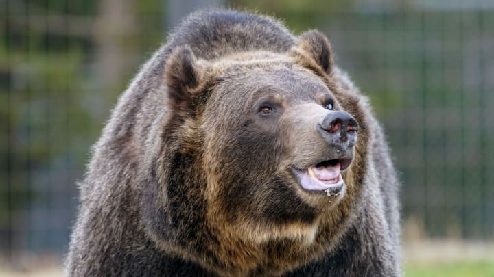 A grizzly bear living at the Grizzly & Wolf Discovery Center in West Yellowstone, Montana, explores its enclosure. Animals living in the discovery center were either rescued from the wild while young or injured, or faced euthanization because they posed a danger to humans.