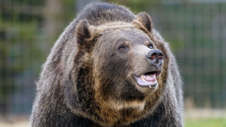 A grizzly bear living at the Grizzly & Wolf Discovery Center in West Yellowstone, Montana, explores its enclosure. Animals living in the discovery center were either rescued from the wild while young or injured, or faced euthanization because they posed a danger to humans.