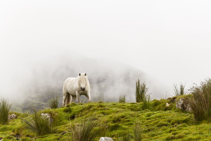 photo of a Connemara pony in nature