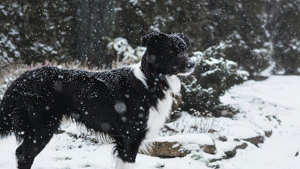 A Border Collie standing in the snow.