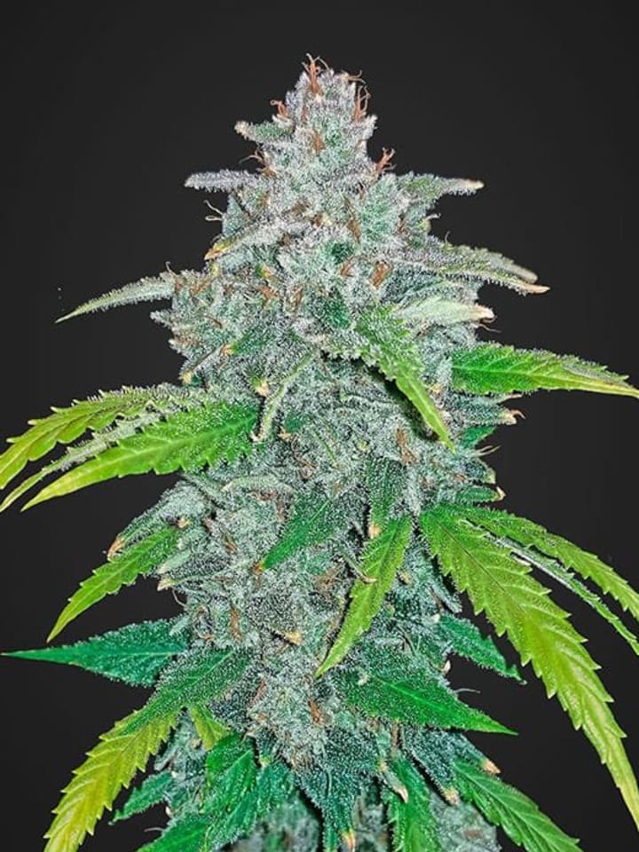 Blue Dream Strain Review - The Bluntness