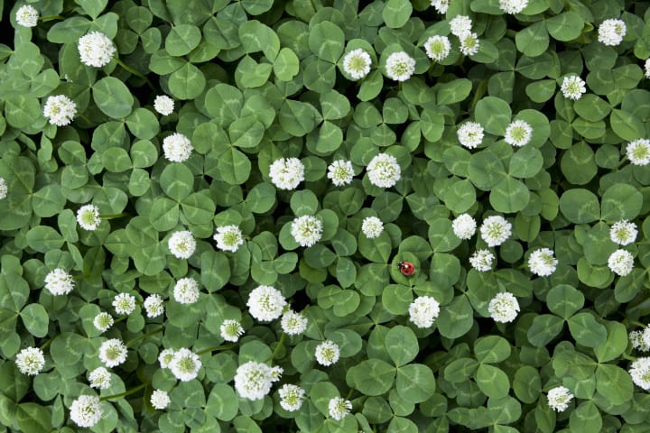 photo of a ladybug in a field of clover