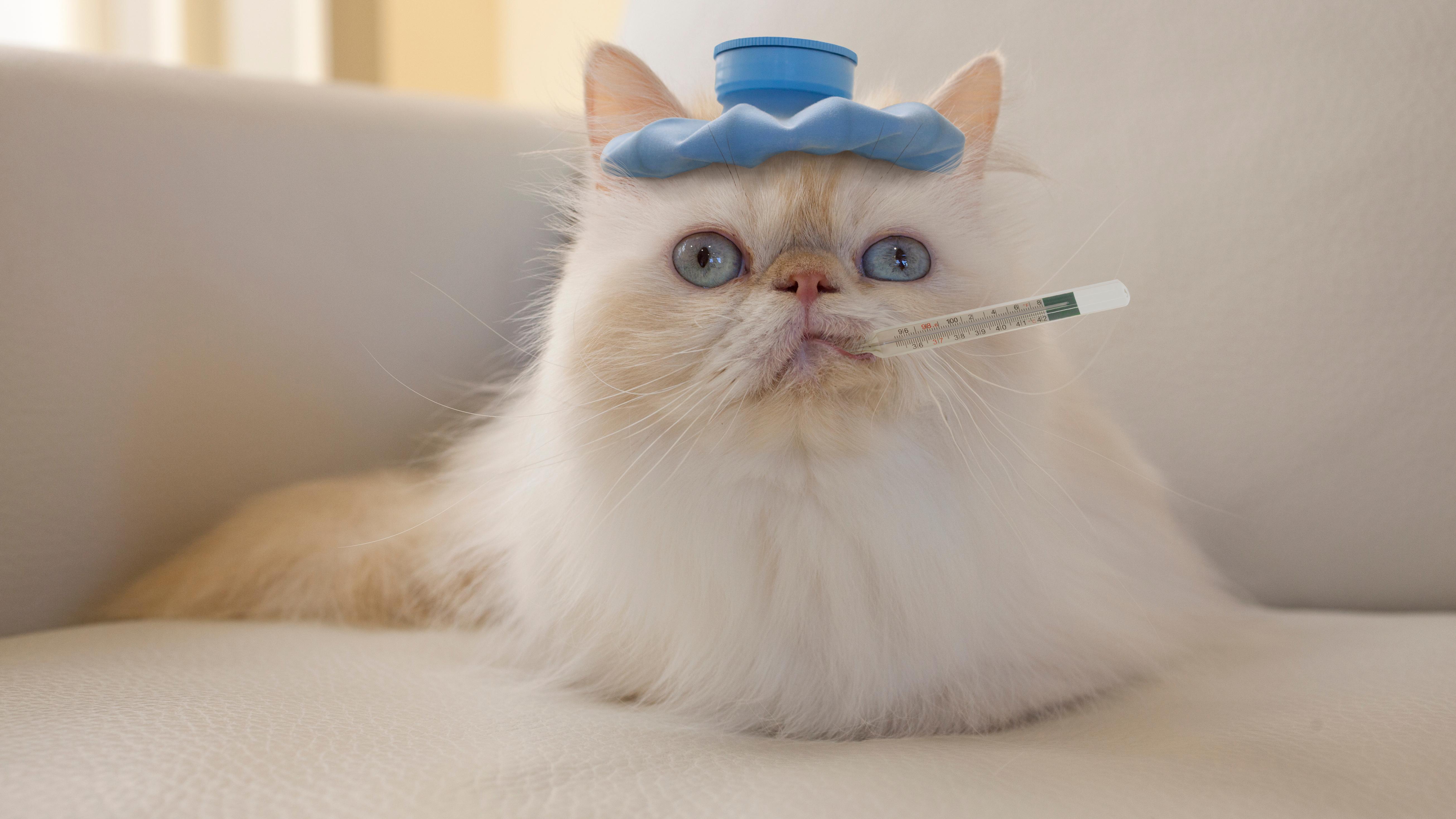 New York City Workers Could Soon Use Paid Sick Leave to Care for Ill Pets