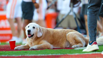 Sep 21, 2024; Norman, Oklahoma, USA;  Ben (the dog of ESPN commentator Kirk Herbstreit) lays on the field before the game between the Oklahoma Sooners and Tennessee Volunteers at Gaylord Family-Oklahoma Memorial Stadium