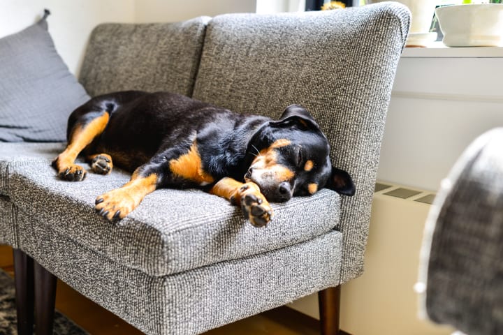 Rottweiler Dog Lounging Indoors on Couch