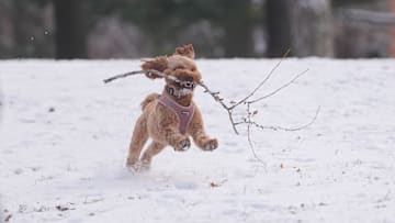 Snowfall in New York