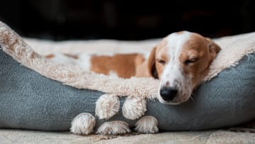 Keep them cozy and happy with a clean bed. 