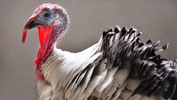 Brian K. Taylor, junior vice commander of VFW Post 4228 in Titusville, bought the turkey at a feed store with intentions of raising him for Thanksgiving dinner.

Thanksgiving turkey to be pardoned by Titusville mayor