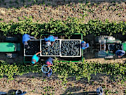 Aerial Views Of Western Cape Winelands