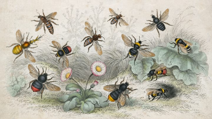 old illustration of bees