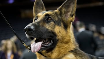 Canine Champions Compete In The Westminster Dog Show