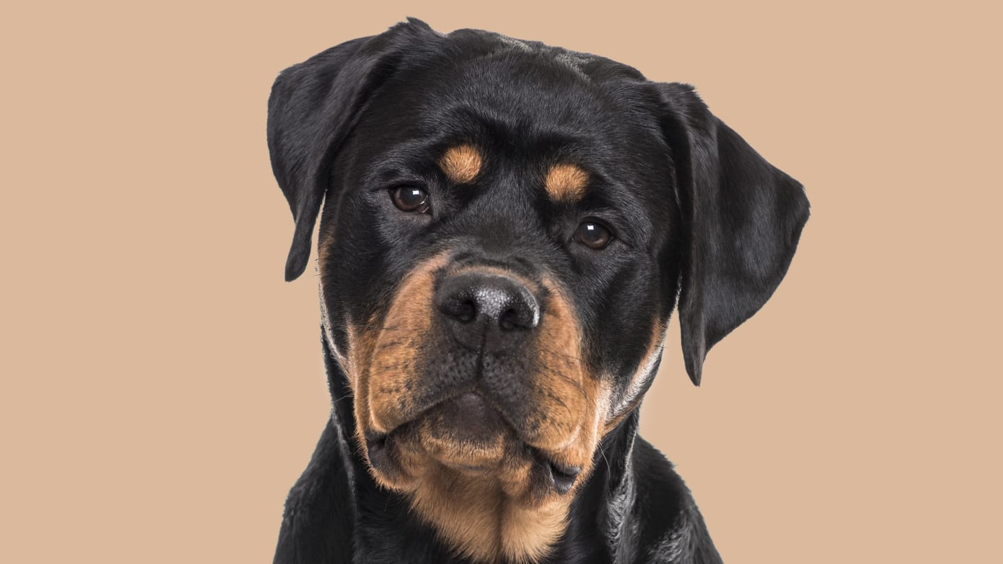 does rottweiler have lock jaw? 2