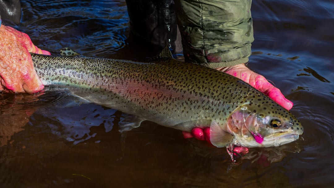 A healthy Klickitat River steelhead. 