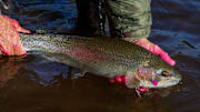 A healthy Klickitat River steelhead. 