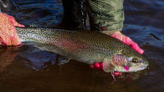 A healthy Klickitat River steelhead. 