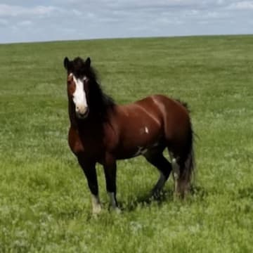 Chuckulator at the Sutton Ranch 