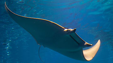 Manta ray in Kaiyukan aquarium, Kansai region, Osaka, Japan...
