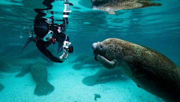 A manatee appears to mimic the actions of a snorkeler.