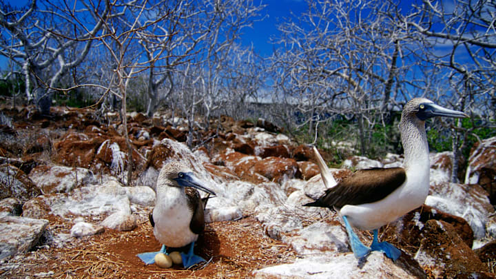 Blue-Footed Booby Birds, Galapagos Isles Blue-Footed Booby Birds, Galapagos Isles